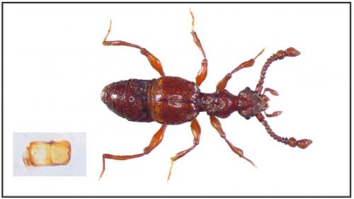 Batrisodes delaporti